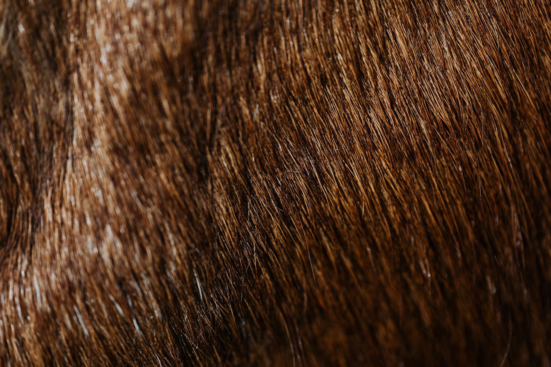 before and after smooth shiny hair closeup