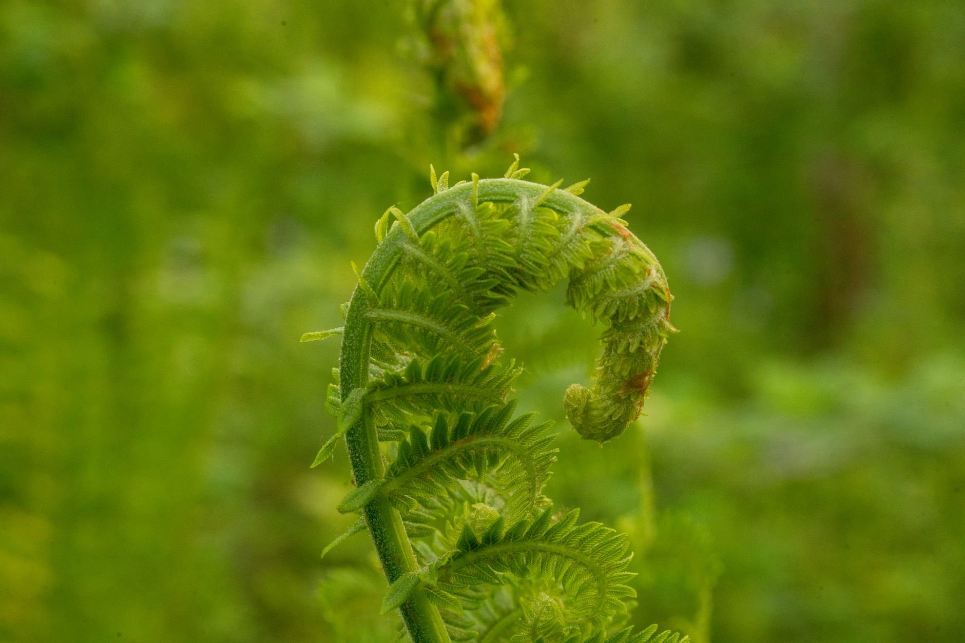 curl clumps definition closeup