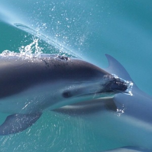 Dolphin