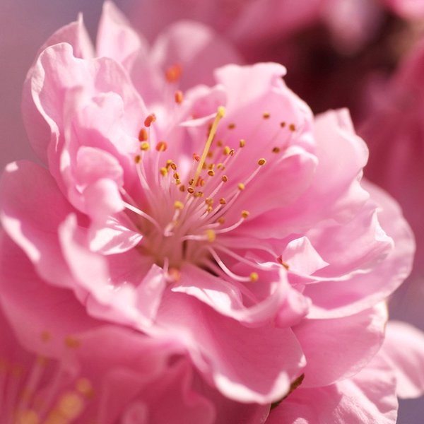 Bellissima