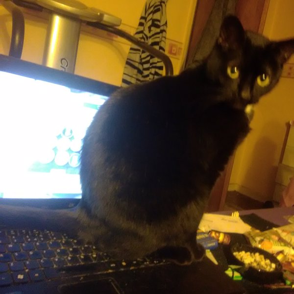 Luckycat666