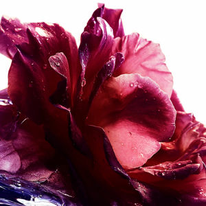 Guerlain La Petite Robe Noire Parfum - Eau de Parfum 3